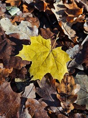 Vertical photo, background, close-up, yellow maple leaf, autumn