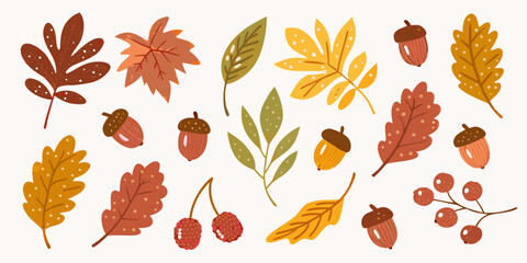 Collection of autumn leaves acorns and berries in warm fall colors on white background © Tusar