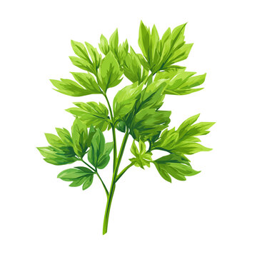 Very Simple flat 2D illustration of vibrant lovage herb with tall stem and green isolated on a white background, vector icon set, simple design in a flat design, simple 2D illustration