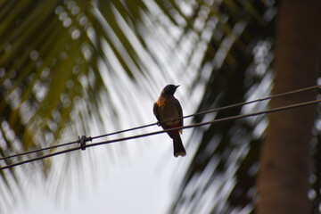 bird on a wire