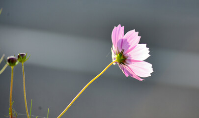 残ったコスモス