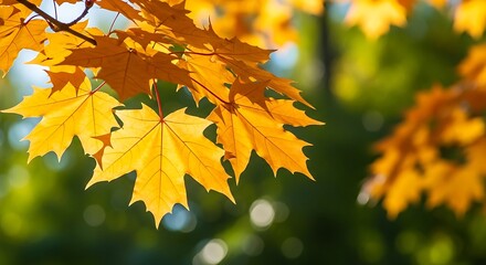 Obraz premium Experience the beauty of autumn's golden maple leaves gently swaying in the sunlight creating a vibrant fall foliage scene
