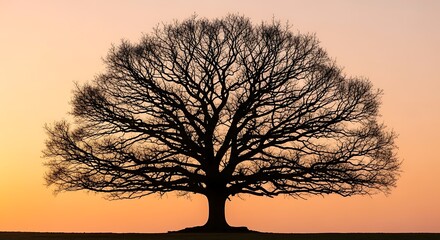 Stunning silhouette of a majestic tree against a vibrant sunset sky, creating a peaceful and serene nature scene, perfect for inspiring designs