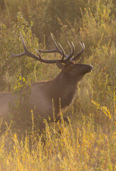 Bull Elk During the Rut in Autumn in Grand Teton National Park Wyoming