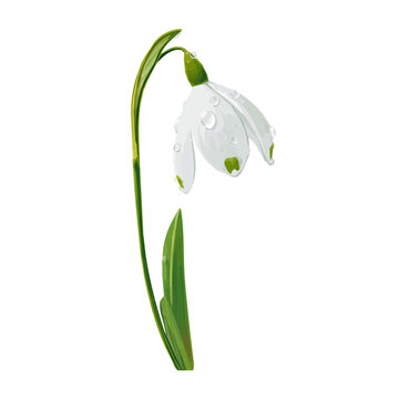 A hand drawn flat 2D illustration of Vibrant snowdrop flower Collection isolated on a white background, vector icon set, simple design in a flat design, simple 2D illustration, EPS format