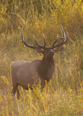 Bull Elk During the Rut in Autumn in Grand Teton National Park Wyoming