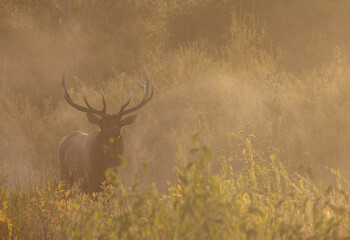 Obraz premium Bull Elk During the Rut in Autumn in Grand Teton National Park Wyoming