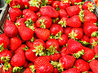 Fresh red strawberries displayed in a market basket ready for purchase on a sunny day