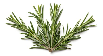 Fototapeta premium Fresh rosemary sprig isolated on white background for culinary and medicinal uses