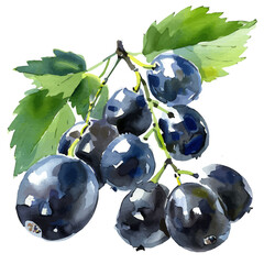 A watercolor sliced huckleberry painting illustration isolated on a white background, a sliced huckleberry illustration, simple painting