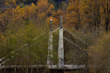 suspension bridge in the forest
