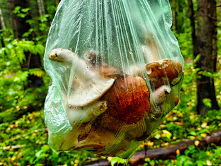 Mushrooms collected in a bag during a forest walk on a rainy day in early autumn