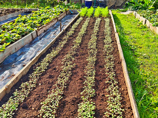 Healthy seedlings grow in neat rows in a vibrant community garden on a sunny afternoon