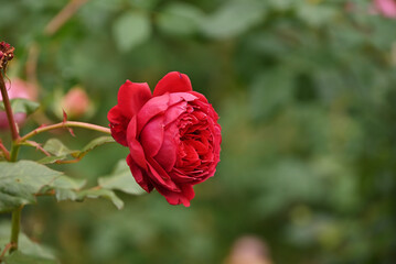 赤いバラ