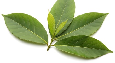 Obraz premium Fresh green tea leaves isolated on white background for natural beverage concepts