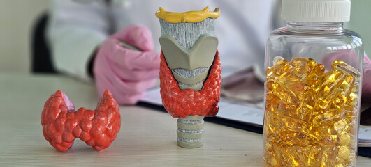 Understanding the thyroid gland structure and its impact on health with educational models and...