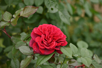 赤いバラ