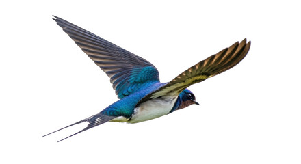 Isolated barn swallow flying, elegant long tail feathers, wildlife, graceful, detailed plumage © Ari