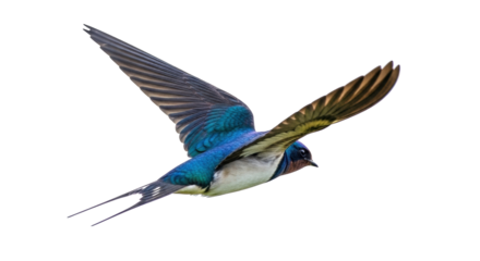 Isolated barn swallow flying, elegant long tail feathers, wildlife, graceful, detailed plumage