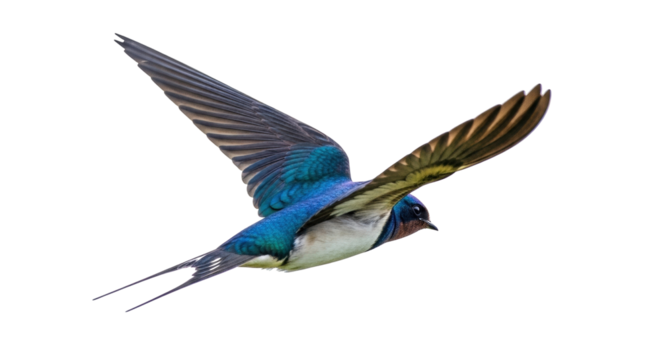 Isolated barn swallow flying, elegant long tail feathers, wildlife, graceful, detailed plumage