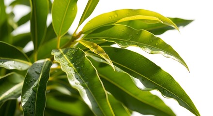 Close up of vibrant green leaves on a plant with sunlight illuminating them