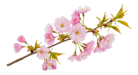 Isolated blossoming pink cherry branch, Japanese sakura, double blossoms, blooming spring