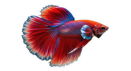 Isolated Beautiful vibrant betta fish pet with red orange blue fins, aquarium freshwater