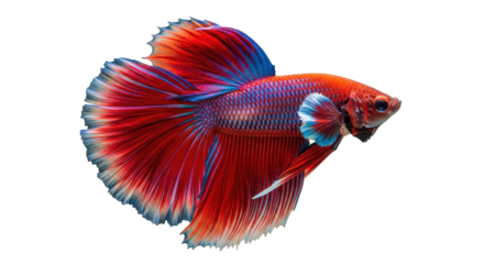 Isolated Beautiful vibrant betta fish pet with red orange blue fins, aquarium freshwater