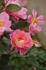 ピンク色のバラ