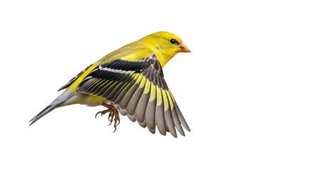 Isolated American Goldfinch in Flight, Vibrant Yellow Plumage, Nature Wildlife Photography