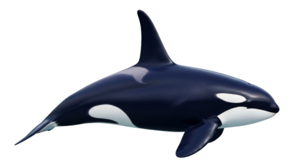 Isolated killer whale swimming underwater looking at the camera, an iconic marine mammal pose