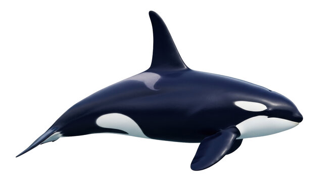 Isolated killer whale swimming underwater looking at the camera, an iconic marine mammal pose