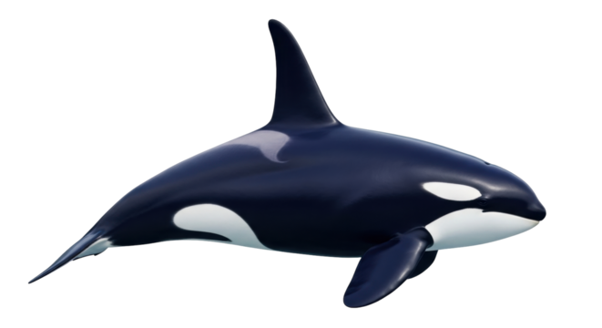 Isolated killer whale swimming underwater looking at the camera, an iconic marine mammal pose
