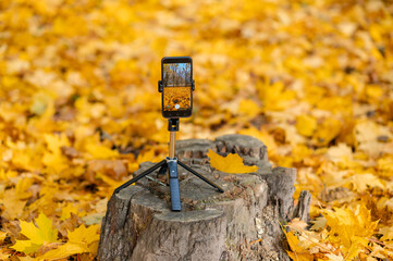 Autumn photography concept - tripod with smartphone on old tree stump among yellow leaves