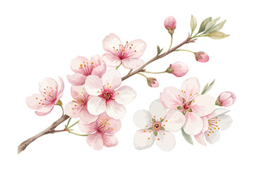 Watercolor Cherry blossoms vector illustration 