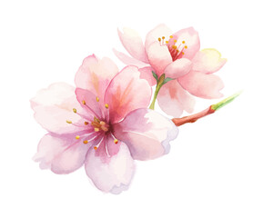 Watercolor Cherry blossoms vector illustration isolated on white background