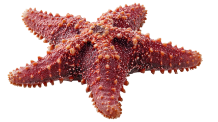  Bright red starfish with textured surface and five arms, realistic marine animal isolated on white background