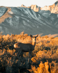 deer in the sunset with mountains © Tom