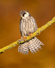 The red-footed falcon (Falco vespertinus), formerly the western red-footed falcon, is a bird of prey. It belongs to the family Falconidae, the falcons.