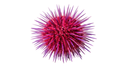 Isolated Sea Urchin, close-up of marine animal with prickly texture, aquatic creature