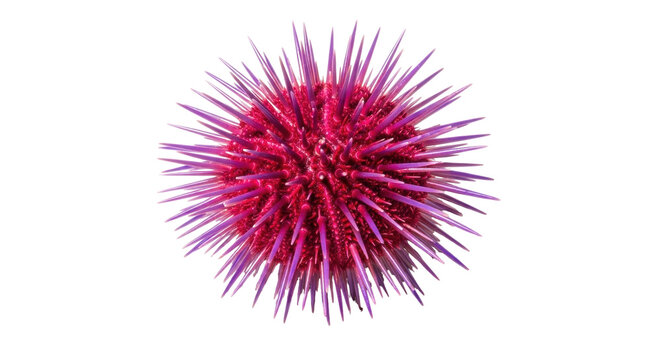 Isolated Sea Urchin, close-up of marine animal with prickly texture, aquatic creature