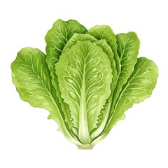 Fototapeta premium Watercolor Fresh Green Romaine Lettuce Head Isolated on White Background