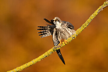 The red-footed falcon (Falco vespertinus), formerly the western red-footed falcon, is a bird of prey. It belongs to the family Falconidae, the falcons.
