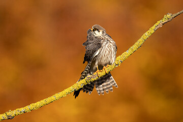 The red-footed falcon (Falco vespertinus), formerly the western red-footed falcon, is a bird of prey. It belongs to the family Falconidae, the falcons.