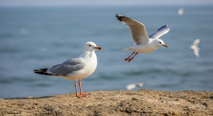 Two seagulls on a rocky shoreline with the ocean in the background.