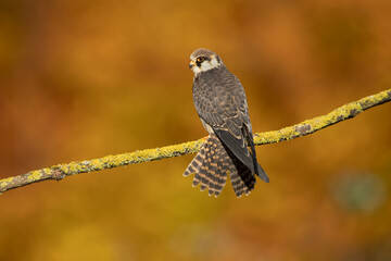 The red-footed falcon (Falco vespertinus), formerly the western red-footed falcon, is a bird of prey. It belongs to the family Falconidae, the falcons.