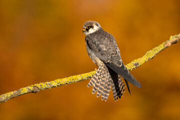 The red-footed falcon (Falco vespertinus), formerly the western red-footed falcon, is a bird of prey. It belongs to the family Falconidae, the falcons.