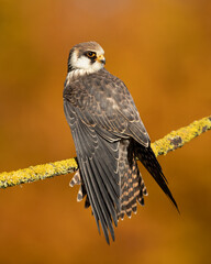 The red-footed falcon (Falco vespertinus), formerly the western red-footed falcon, is a bird of prey. It belongs to the family Falconidae, the falcons.