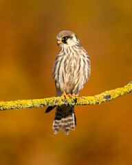The red-footed falcon (Falco vespertinus), formerly the western red-footed falcon, is a bird of prey. It belongs to the family Falconidae, the falcons.