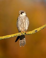 The red-footed falcon (Falco vespertinus), formerly the western red-footed falcon, is a bird of prey. It belongs to the family Falconidae, the falcons.